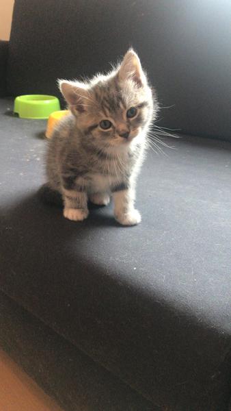 So excited getting a new boy soon - photo included!