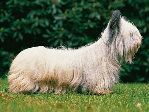 Dogs that you don’t see anymore