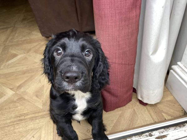 Puppy Survival Thread August part 2