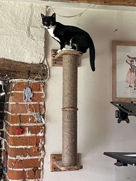 Letting kittens out