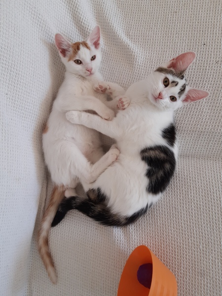 How long did it take you to get used to your cat?
