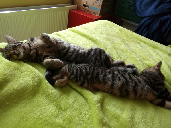 No cats in bedrooms