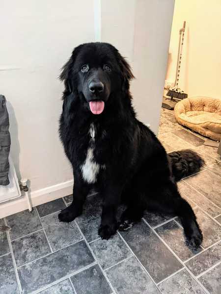 Chicken free Foods for sensitive Dog