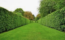 HELP! I have no idea what I’m doing and need advice on bushes