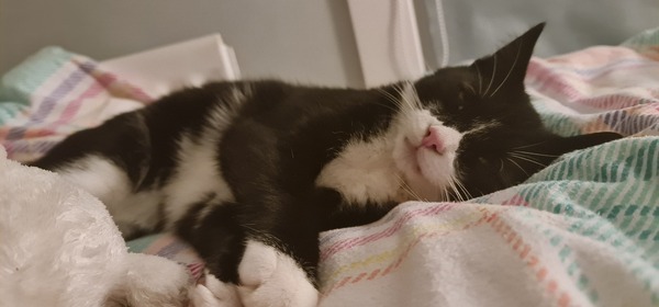 Chez Ollie - "Give me your tired, your paw, your purring masses..." - All welcome