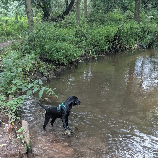 Puppy Survival Thread August part 2