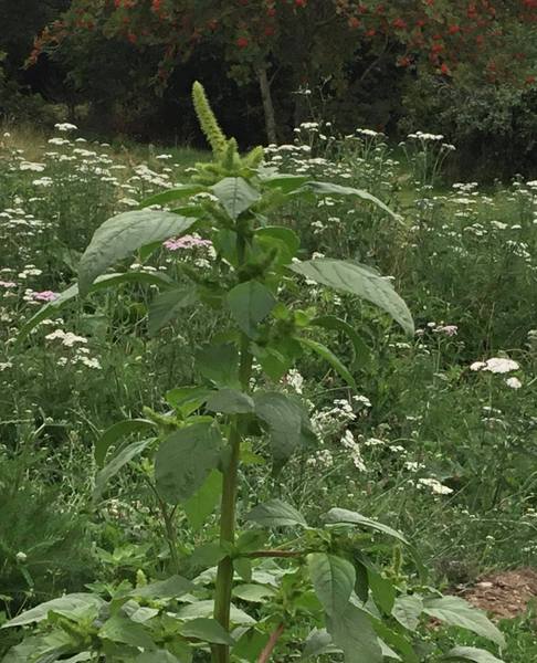 Plant ID