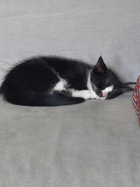 New Kitten yells so loud it's actually quite disruptive?