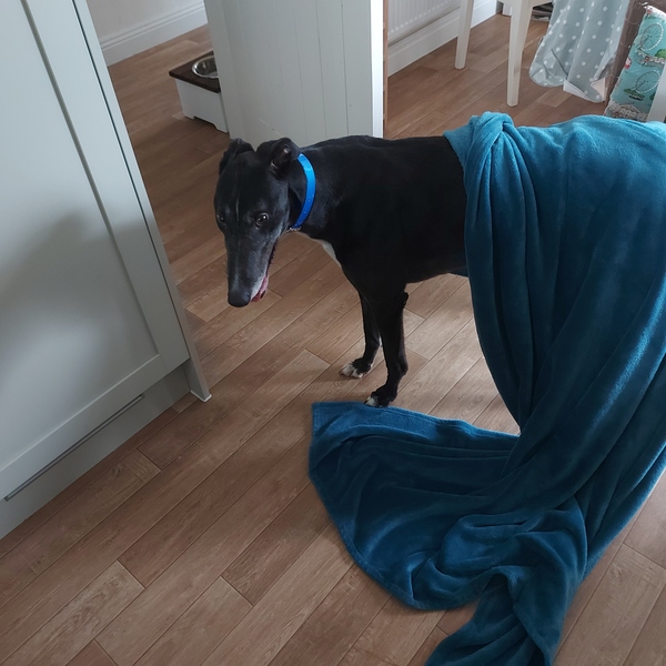 Pointy hound owners please assemble!