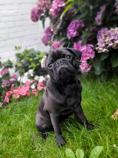 Help me chose a breed