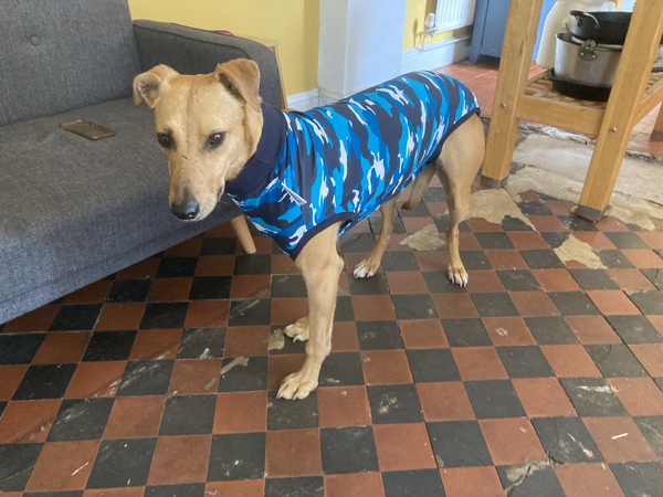 Dog Spay Advice