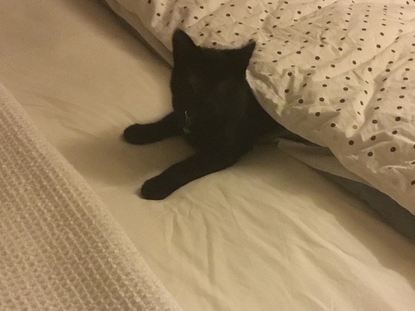 No cats in bedrooms