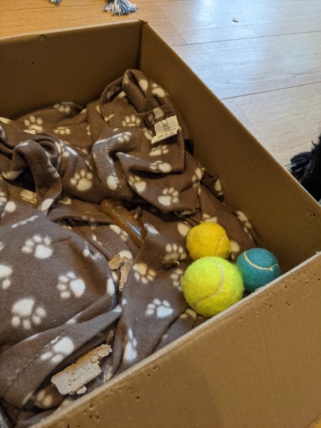 Puppy Survival Thread August part 2