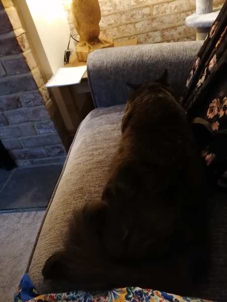 Bringing a new cat home - advice appreciated