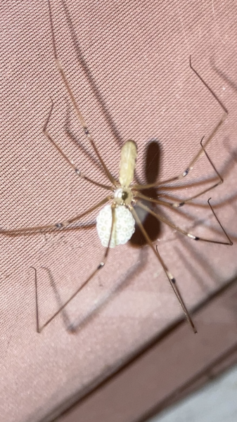 Daddy long legs are not daddy long legs.  Has my whole life been a lie?