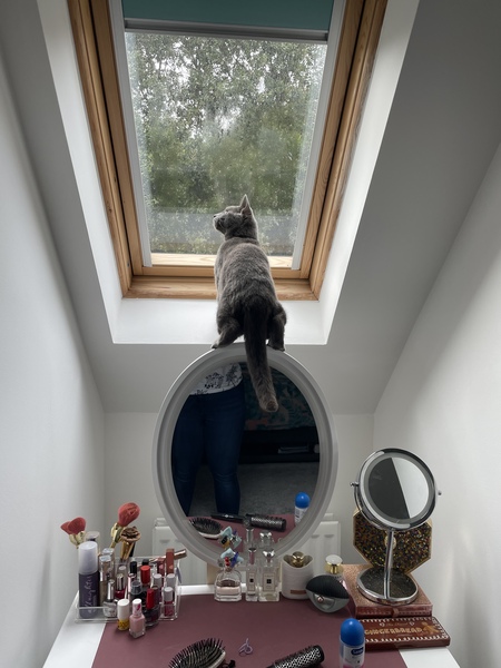 To think my cat is faulty?