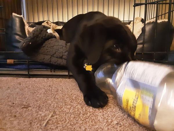 Puppy Survival Thread - August