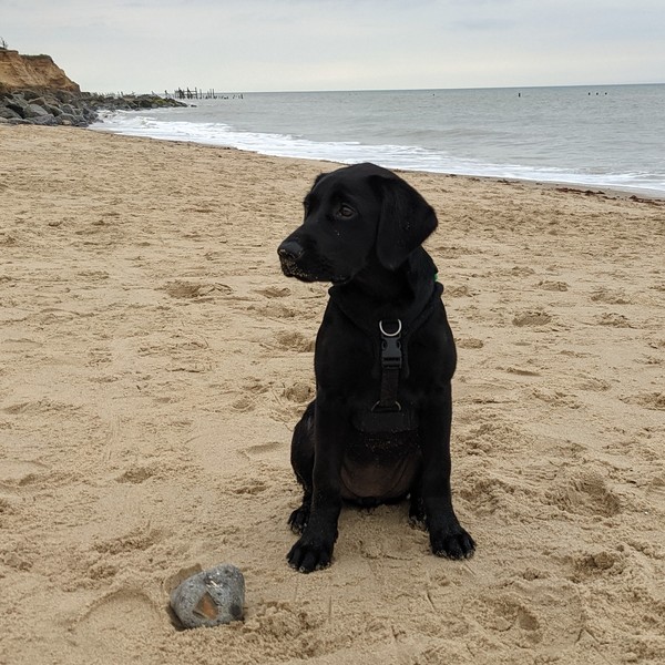 Puppy Survival Thread August part 2