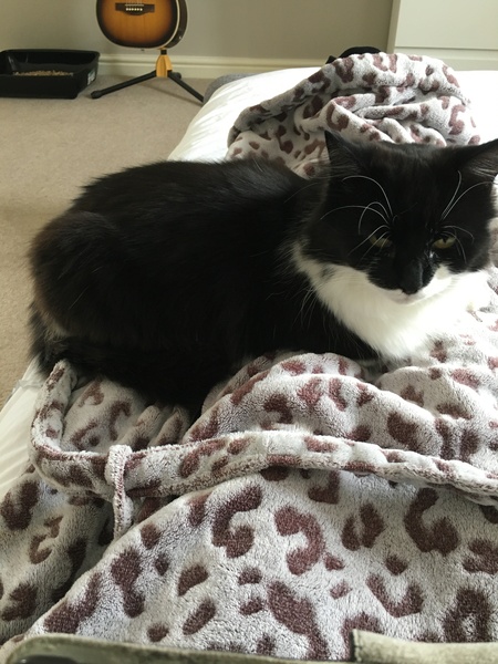 Chez Ollie - The Not My Cats of many colours edition - All welcome