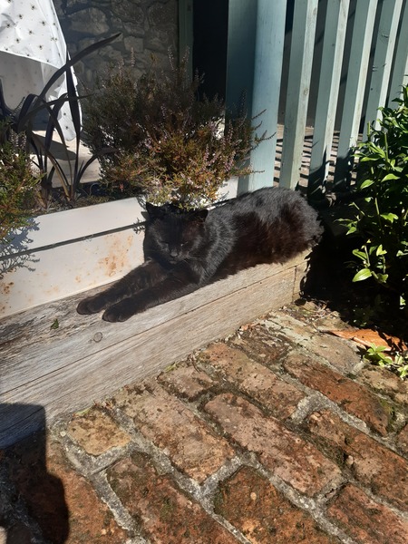 What's your DCat up to today? (Thread 8)