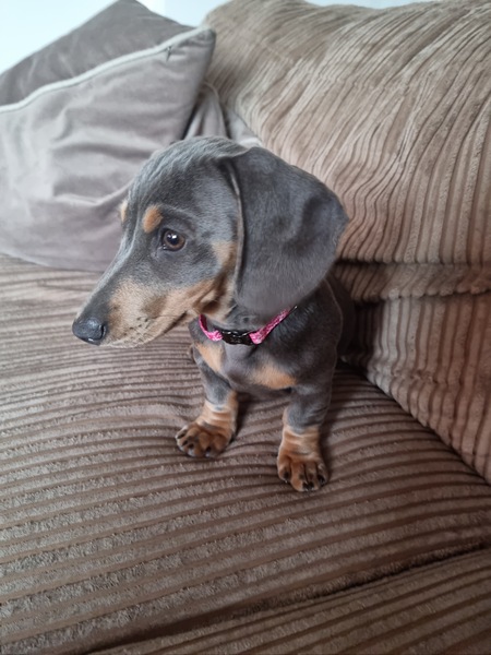 Puppy Survival Thread - August