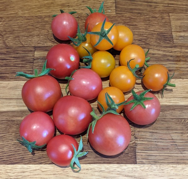 Allotment/Veg patch Thread 17 - onwards and upwards