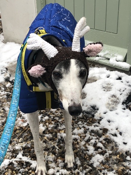 Pointy hound owners please assemble!