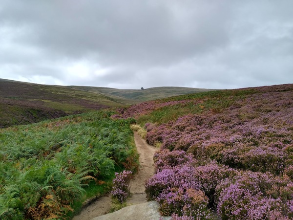 To prefer long walks/ hikes alone.
