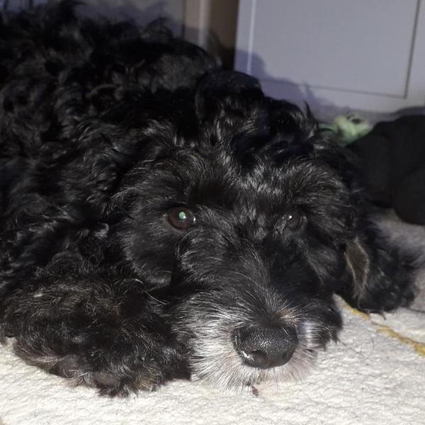 Puppy Survival Thread August part 2