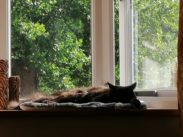 Please post cute pictures and tell me about your cats.