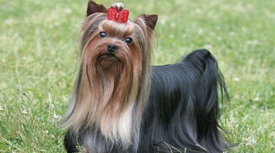 Talk to me about Yorkshire Terriers