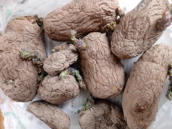 Seed potatoes to grow for xmas