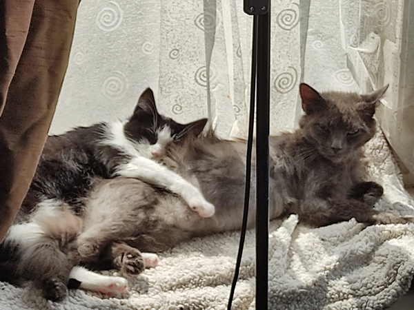 An update on my very scared cat.
