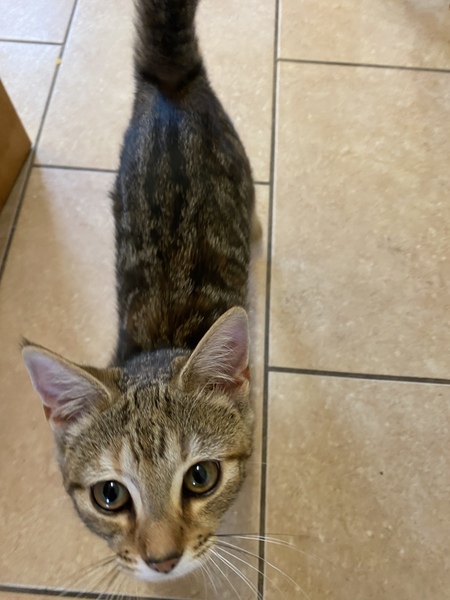 Who is being unreasonable? Found a kitten in garden.