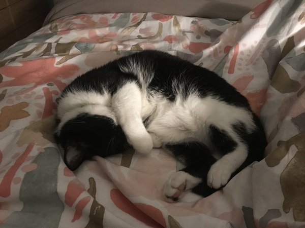 Cute things your cat does