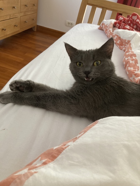 No cats in bedrooms