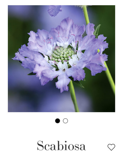 What are your favourite blue flowers?!
