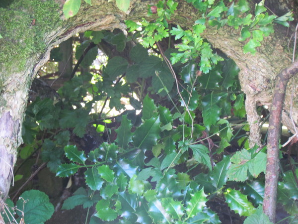 Any Witches Here? Part 14.