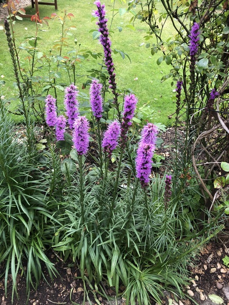 Does anyone know what this plant is called