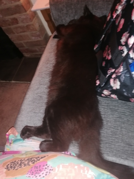 Bringing a new cat home - advice appreciated