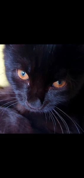 Tell me the colour of your cats eyes