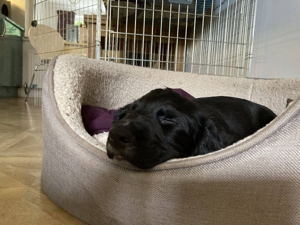 Puppy Survival Thread - August