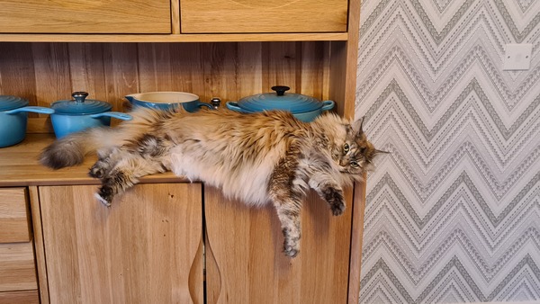 Maine coon decision today!
