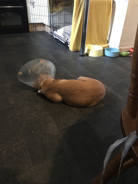 Puppy Survival Thread - August