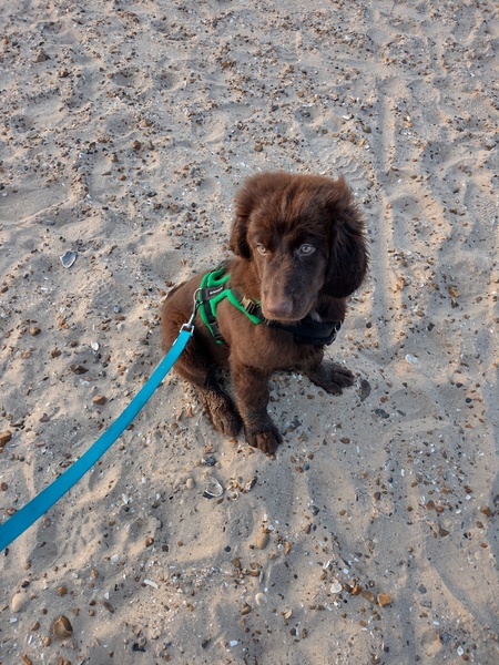 Puppy Survival Thread August part 2