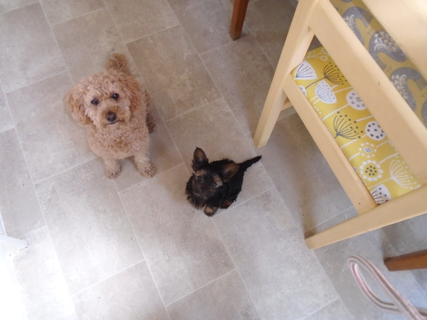 Talk to me about Yorkshire Terriers