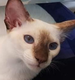 Tell me the colour of your cats eyes