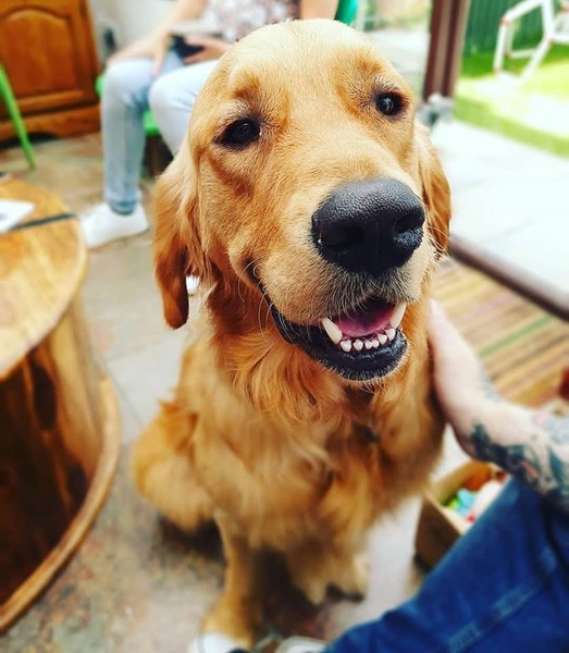 Why do you have the breed of dog that you have?