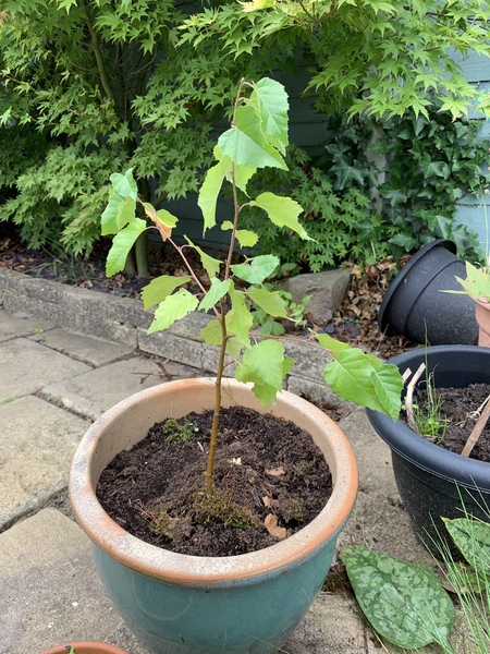 Anyone knowledgeable about birch trees?