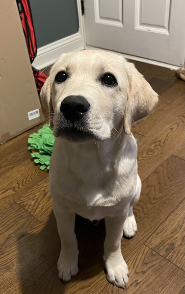Puppy Survival Thread August part 2